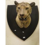 A 1930's Van Ingen and Van Ingen of Mysore Tigers head on shield shaped mount,