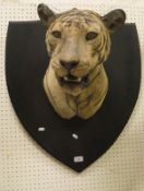 A 1930's Van Ingen and Van Ingen of Mysore Tigers head on shield shaped mount,