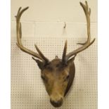 A stuffed and mounted Fallow Deer head on oak shield shaped plaque