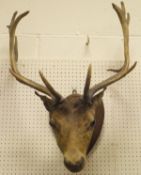 A stuffed and mounted Fallow Deer head on oak shield shaped plaque