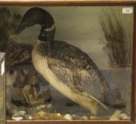 A mid 20th Century Great Northern Diver/Loon in naturalistic setting and glass fronted display case