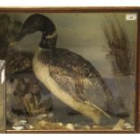 A mid 20th Century Great Northern Diver/Loon in naturalistic setting and glass fronted display case