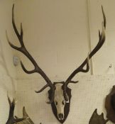 A large Red Deer skull and twelve point antlers mounted on shield shaped plaque CONDITION