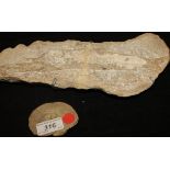 A Tharius Cretaceous aged fossilized fish, approximately 90 million years old,