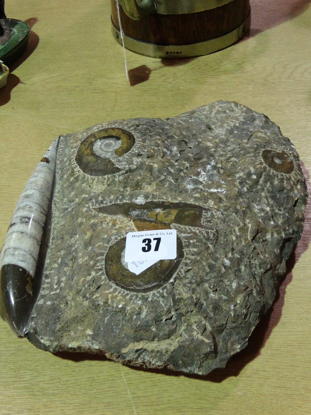 A Fossil Group Of Ammonites