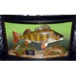 CASED FISH: Fine preserved Cooper Perch in bow front glazed gilt lined case, 21"x12"x5.5", reed/