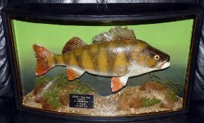 CASED FISH: Fine preserved Cooper Perch in bow front glazed gilt lined case, 21"x12"x5.5", reed/