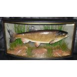 CASED FISH: Fine preserved Homer Chub in gilt lined bow front case, 26.5"x13.5"x7", fully reeded