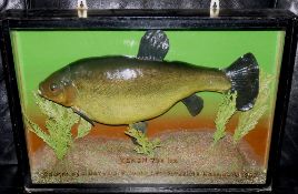 CASED FISH: Fine preserved Tench by Peter Stone in glazed flat front case, 25"x16"x5", reed/gravel