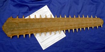 Common Sawfish Rostrum or blade, 79cm long, 18 teeth on left, 20 teeth right, dates c early 1970s