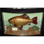 CASED FISH: Fine preserved Cooper Crucian Carp in glazed bow front case, 20"x12"x5.5", reed/gravel