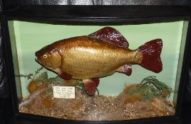 CASED FISH: Fine preserved Cooper Crucian Carp in glazed bow front case, 20"x12"x5.5", reed/gravel