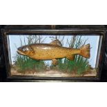 CASED FISH: Fine preserved early Cooper trout in glazed gilt line flat front case, 19"x10"x5", fully