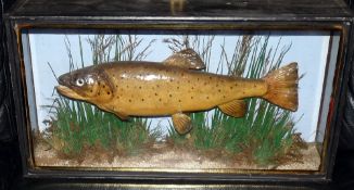 CASED FISH: Fine preserved early Cooper trout in glazed gilt line flat front case, 19"x10"x5", fully