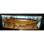 CASED FISH: Fine preserved pike by A Hall, Romford, in glazed bow front gilt lined case, measuring