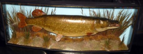 CASED FISH: Fine preserved pike by A Hall, Romford, in glazed bow front gilt lined case, measuring