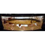 CASED FISH: Fine preserved Cooper Pike mounted in glazed bow front case, 43"x15"x8", Cooper label