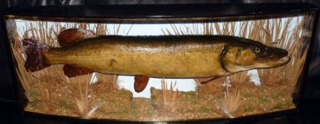 CASED FISH: Fine preserved Cooper Pike mounted in glazed bow front case, 43"x15"x8", Cooper label