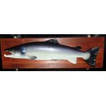 CAST FISH: Cast salmon mounted on wooden board, 34"x10", the fish 30" long, naturalistically