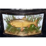 CASED FISH: Fine preserved Cooper Roach mounted in gilt lined bow front case, 18"x10"x5", fully