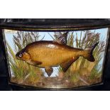CASED FISH: Fine preserved Cooper Bream mounted in bow front gilt lined case, 27"x16"x6.5", fully