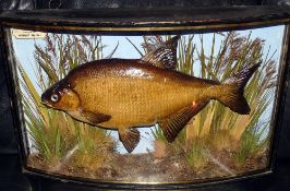 CASED FISH: Fine preserved Cooper Bream mounted in bow front gilt lined case, 27"x16"x6.5", fully