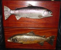 CAST FISH: (2) Pair of cast trout, rainbow and brown, mounted on mahogany wooden boards, 22"x10",