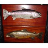 CAST FISH: (2) Pair of cast trout, rainbow and brown, mounted on mahogany wooden boards, 22"x10",