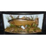 CASED FISH: Fine preserved Thames trout in bow front gilt lined case, 29"x15"x7.5", fully reeded,