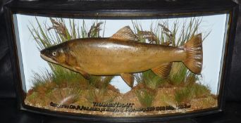 CASED FISH: Fine preserved Thames trout in bow front gilt lined case, 29"x15"x7.5", fully reeded,