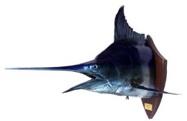 Preserved Marlin Head: A preserved 265lb Blue Marlin head, the fish caught in Grande Bay, Mauritius,