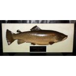 CAST FISH: Cast Trout mounted on wooden backboard 30"x12", engraved plaque "Grafham Water 28th.