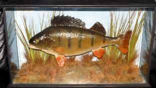 CASED FISH: Preserved Perch by J.E. Shelbourne, Braunstone, in flat front picture showcase, 21"x11"