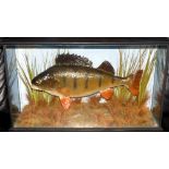 CASED FISH: Preserved Perch by J.E. Shelbourne, Braunstone, in flat front picture showcase, 21"x11"