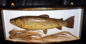 CASED FISH: Preserved Brown Trout in glazed bow front gilt lined case, blue backboard, sparsely