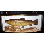 CASED FISH: Preserved Brown Trout in glazed bow front gilt lined case, blue backboard, sparsely