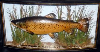 CASED FISH: Preserved Trout by Cooper in bow front gilt lined gilt written case, 29"x14"x5.5",