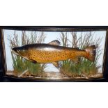 CASED FISH: Preserved Trout by Cooper in bow front gilt lined gilt written case, 29"x14"x5.5",