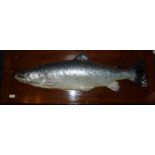 CAST SALMON: Roland Ward life size plaster cast model of a salmon,3/4 block, mounted in oak board