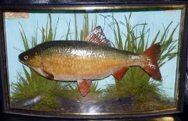 CASED FISH: Preserved Roach by Cooper Radnor St., London in bow front gilt lined case, 19"x11"x5",