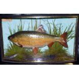 CASED FISH: Preserved Roach by Cooper Radnor St., London in bow front gilt lined case, 19"x11"x5",