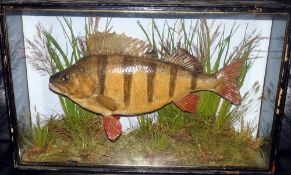 CASED FISH: Preserved large Perch by J Cooper Radnor St., London in gilt lined flat front case, 22"