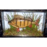 CASED FISH: Preserved large Perch by J Cooper Radnor St., London in gilt lined flat front case, 22"