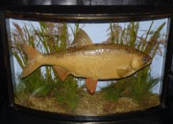 CASED FISH: Preserved Roach in glazed bow front gilt lined case, blue backboard, J Cooper Radnor