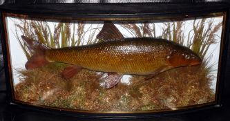 CASED FISH: A preserved Barbel in glazed bow front gilt lined case, blue backboard, fully reeded