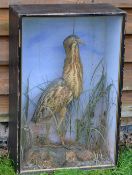 TAXIDERMY: Preserved Fenland Bittern in Victorian flat front glazed case, mounted over rocks and