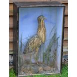 TAXIDERMY: Preserved Fenland Bittern in Victorian flat front glazed case, mounted over rocks and