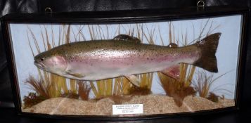 CASED FISH: Preserved Rainbow Trout in glazed bow front gilt lined case, blue backboard, sparsely