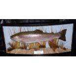 CASED FISH: Preserved Rainbow Trout in glazed bow front gilt lined case, blue backboard, sparsely