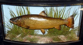 CASED FISH: Preserved Trout by J Cooper Radnor St., London in bow front gilt lined gilt written